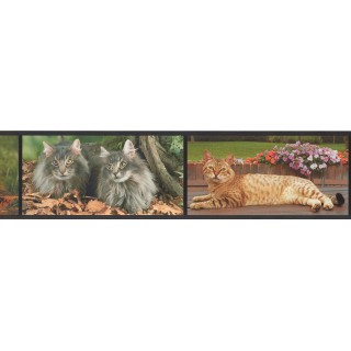 6 in x 15 ft Prepasted Wallpaper Borders - Cats Wall Paper Border AA1014A