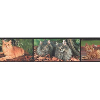 6 in x 15 ft Prepasted Wallpaper Borders - Cats Wall Paper Border 4070 BB A